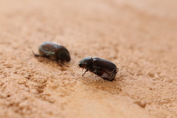 close up of black beetle on brown ground