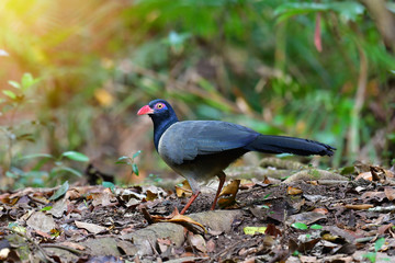 Naklejka premium Coral-billed Ground Cuckoo Bird