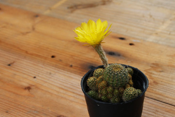 cute green cactus in pot with beautiful yellow flowers