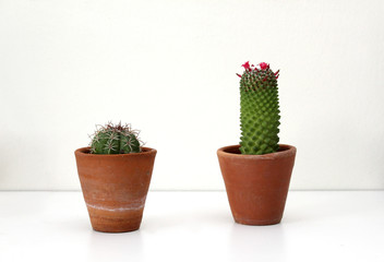 beautiful pink cactus flower on white background