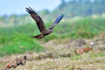 Black kite bird