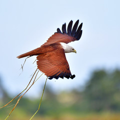 Brahminy kite bird