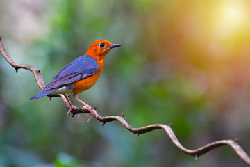 Orange headed Thrush Bird