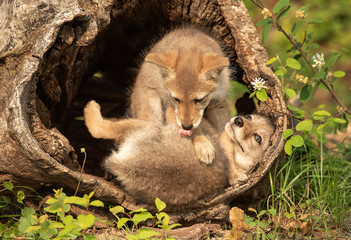 Coyote pups