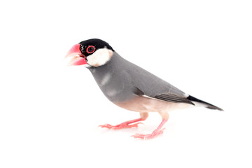 Java Sparrow Bird