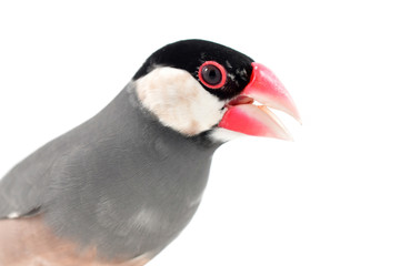 Java Sparrow Bird