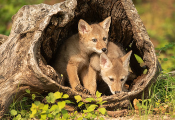 Coyote pups