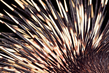 bristles porcupine macro
