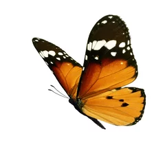 Foto op Aluminium Beautiful monarch butterfly © thawats
