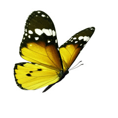 Beautiful monarch butterfly © thawats