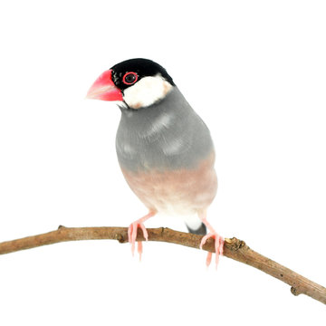 Java Sparrow Bird