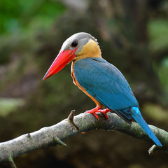 Stork-billed Kingfisher Bird