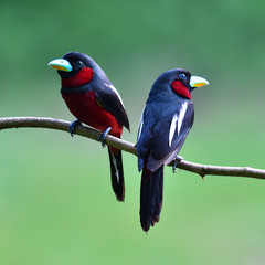 Black and red Broadbill bird