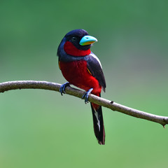 Black and red Broadbill bird