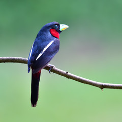 Black and red Broadbill bird