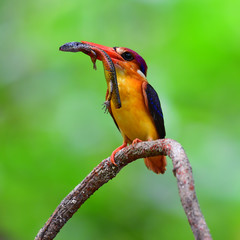 Oriental Dwarf Kingfisher