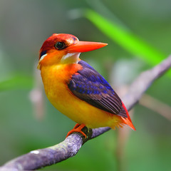 Oriental Dwarf Kingfisher Bird