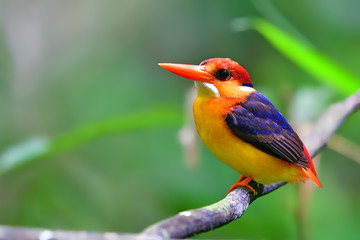Oriental Dwarf Kingfisher Bird
