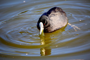 coot in the morning