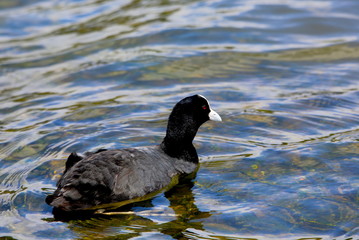 coot in the morning