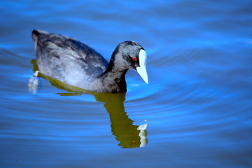 coot in the morning