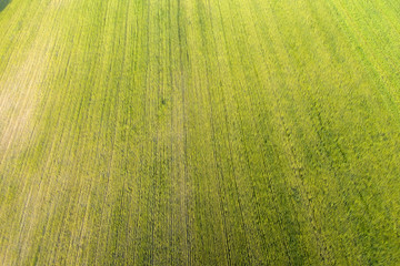 wild field, view from above