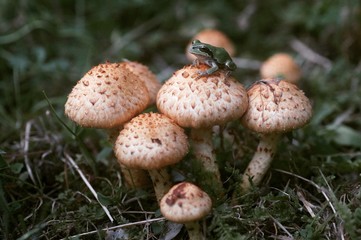 スギタケとアマガエル