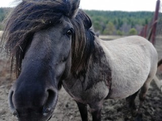 Obraz premium deer farm