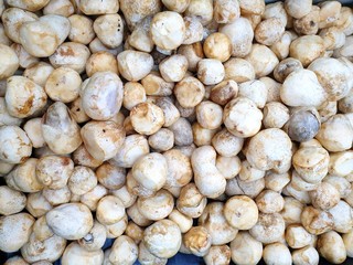 Top view of fresh straw mushroom or volvariella volvacea as a background in the market for sale at Thailand, fresh vegetable for cooking