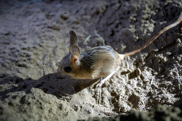 Jerbua in the desert area of Turkestan Kazakhstan