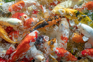 Many koi fish swim in the pond.shallow focus effect.