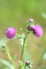 Blooming thistle in on the lawn on a bright sunny day close up