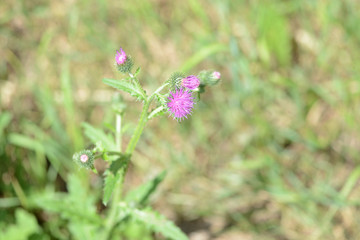 Blooming thistle in on the lawn on a bright sunny day close up