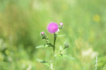 Blooming thistle in on the lawn on a bright sunny day close up