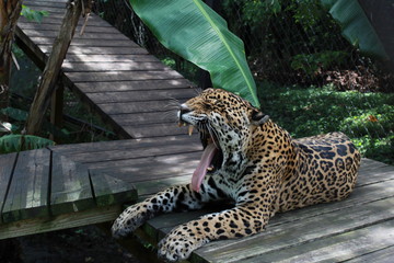 Jaguar bostezando 