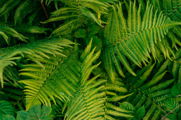 Fototapeta na wymiar Green fern leaves texture