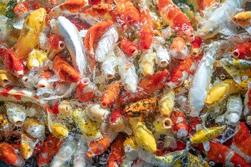 Many koi fish swim in the pond.shallow focus effect.