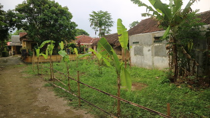 Fototapeta na wymiar banana garden on the village