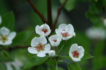 Spring white and pink flowers on tree with green leaves