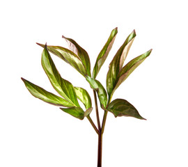 Fototapeta premium Peony flower foliage on an isolated white background. Peony leaves isolate