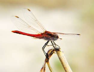 Red dragonfly. Macro mode. Close up.