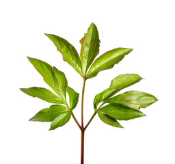 Peony flower foliage on an isolated white background. Peony leaves isolate