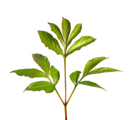 Peony flower foliage on an isolated white background. Peony leaves isolate