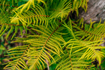 Green fern leaves texture