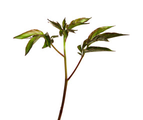 Peony flower foliage on an isolated white background. Peony leaves isolate