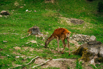 Deer grazing the grass