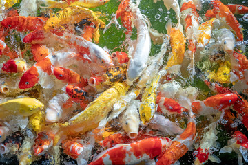 Obraz na płótnie Canvas Many koi fish swim in the pond.shallow focus effect.