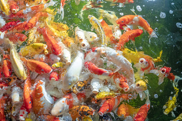 Obraz na płótnie Canvas Many koi fish swim in the pond.shallow focus effect.