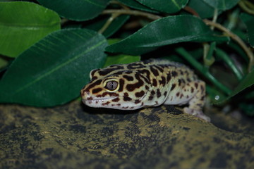 Leopard gecko macro, leaves and stone background