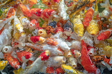 Many koi fish swim in the pond.shallow focus effect.